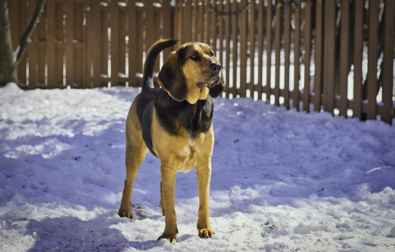 免费 動物, 動物攝影, 大雪覆盖 的 免费素材图片 素材图片