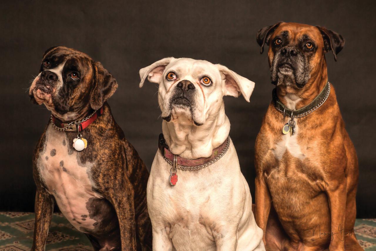 Free Look up at the photography of three dogs Material images